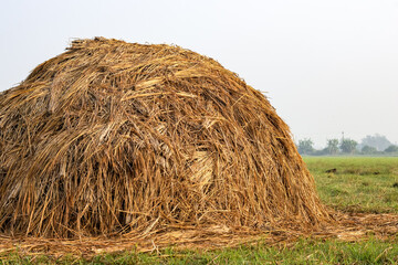 Close up shot of dry straw heap on the agricultural field in the rural village