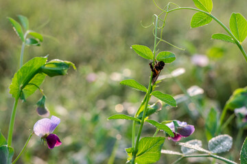 A bee is resting on a branch of pea plant inside of an agricultural farm in the winter morning