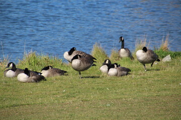 canadian geese on by water