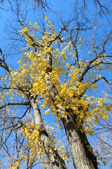 tree in autumn