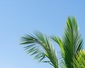 Obraz na płótnie Canvas coconut leaves in the background of the sky