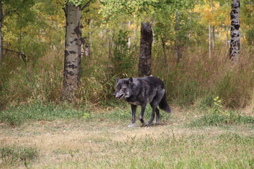 wolf in the woods