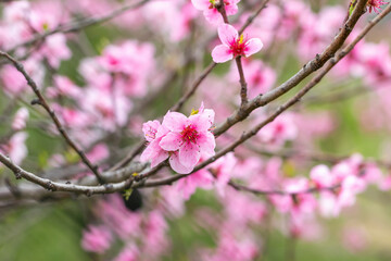 Lovely delicate pink flowers on peach branches in spring