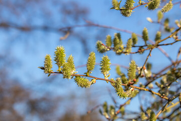 Fresh blooming buds of bred willow (salix caprea) on a branch in spring