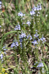 Field Veronica is an annual or biennial herbaceous plant, a species of the genus Veronica (Veronica) of the Plantain family (Plantaginaceae)