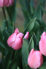 pink tulips