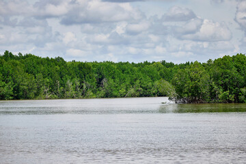 Mangrove forest on the sea 