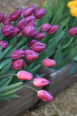 tulips in a garden