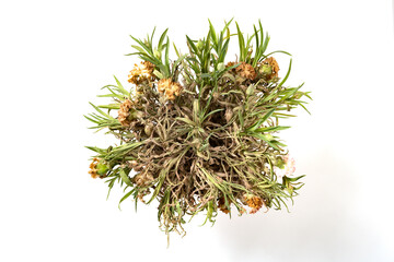 top view fading carnations on white