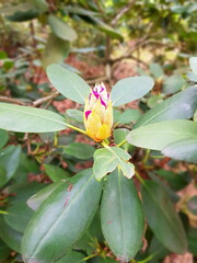 Rhododendron blooms in the garden. The rosebud of the plant against the background of large dark green leaves.