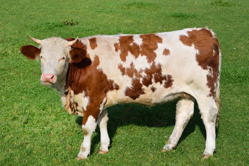 Fototapeta na wymiar A white-brown young cow, a bovine, stands in the meadow outdoors, from the side