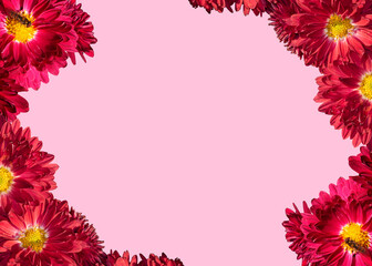 Flower card with red flowers. A frame of burgundy chrysanthemum flowers on which bees are sitting on a pink background. Template for Valentine's Day, Mother's Day or another holiday