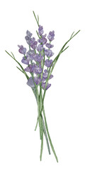 Watercolor wildflower purple lavander bouquet with flower and branches.