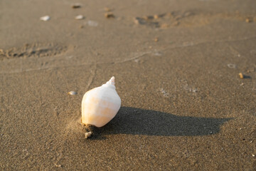 Sea shell on sand beach at coast with effect light sun set. free space on top view. outdoor nature tropical.frame card poster for tourist vacation travel summer holidays or broken heart concept.