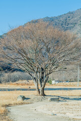Barren tree bathed in sunlight in middle of field