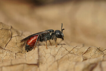Closeup on a Dark-winged blood bee ,Sphecodes gibbus, sitting on the ground on a fallen leaf