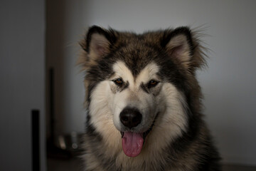 Adorable young Malamute portrait. Dark and cute dog picture in the indoors. Lovely smile, tognue out, fluffy ears. Selective focus on the details, blurred background.