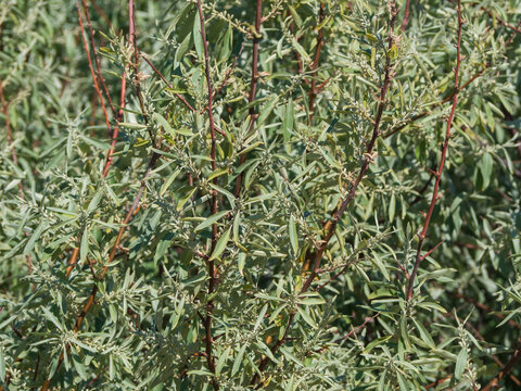 Elaeagnus is commutative. Silverberry, silver berry or wolf willow, Elaeagnus species - close-up branches with silver fruits and leaves. Ornamental plant with edible fruits for background