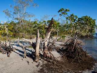 Frazer Island - West Coast. Waterfront Mangroves