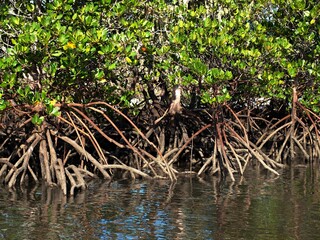 Tropical green saltwater Mangrove trees  at low tide.