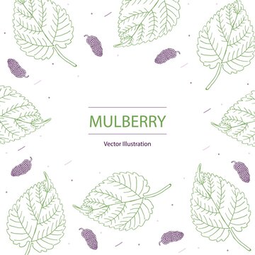 Art & Illustration, Mulberry leaf and fruit hand drawing background, vector illustration.