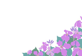 Obraz na płótnie Canvas ムラサキハナナ（紫花菜）ショカツサイ（諸葛菜）花大根の花畑風景フレーム