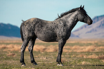 Onaqui Blue Roan Stallion