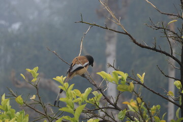 sparrow on a branch