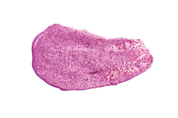 Textured of organic violet rose scrub with Exfoliating nature particles isolated white