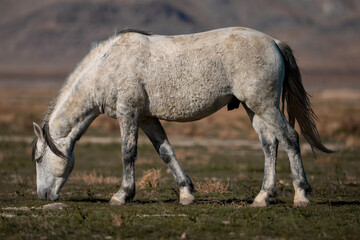 Obraz na płótnie Canvas Onaqui Grey Stallion