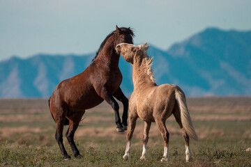 One Ear Vs Bay Stallion: Onaqui Wild Horses