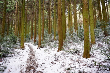 a  lonely snowy path in cedar forest