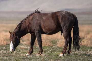 Onaqui Liver Chestnut Stallion