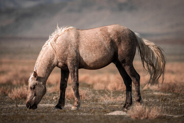Onaqui Palomino Stallion
