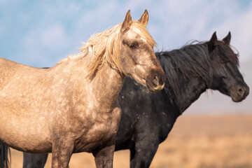 Fototapeta na wymiar Onaqui Wild Horses