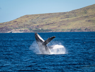 Fototapeta premium Photo of a humpback whale breaching out of the water off the coast of West Maui, Hawaii, in the U.S. during whale watching season.
