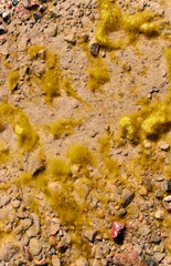 clear water and green mud on the rocks in bottom of river