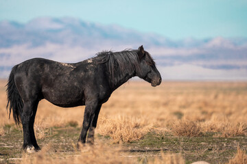 Onaqui Black Stallion