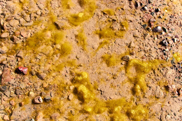 clear water and green mud on the rocks in bottom of river