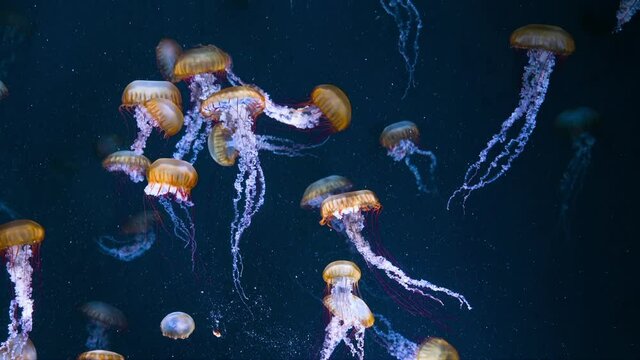 pacific seanettle Jellyfish. Mysterious like a fairy translucent Jellyfish.