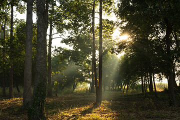 Sunrise and fog in the morning time.Sun rays shine through trees in the forest mist landscape.