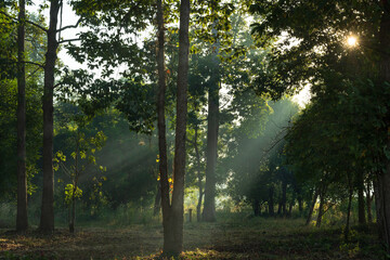 Fototapeta na wymiar Sunrise and fog in the morning time.Sun rays shine through trees in the forest mist landscape.