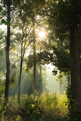 Sunrise and fog in the morning time.Sun rays shine through trees in the forest mist landscape.