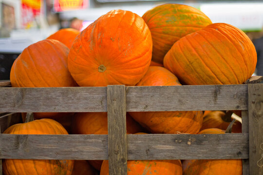 Huge pumpkins pile on a traditional market, marking start of Halloween celebrations