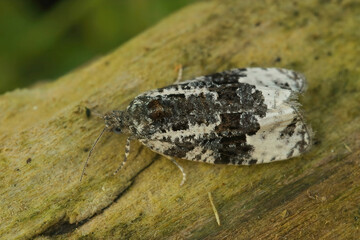 Closeup on the small white-sholdered marble moth, Apotomis turbidana, sitting on a piece of wood