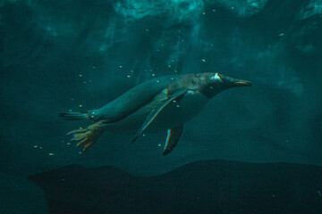Penguin dives and swims underwater at Loro Parque, Tenerife