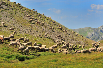 Troupeau de moutons dans les montagnes du Queyras