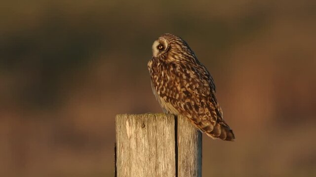 A beautiful Short-eared Owl, Asio flammeus, perched on a fence post.