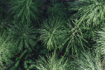 close up of forest foliage