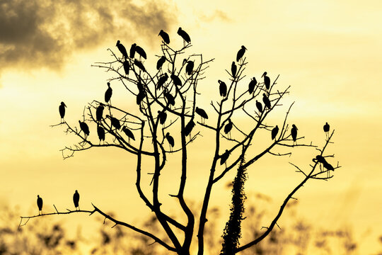 Silhouette birds standing on the tree branch.Asian Openbill bird on sunset sky background in the evening time.